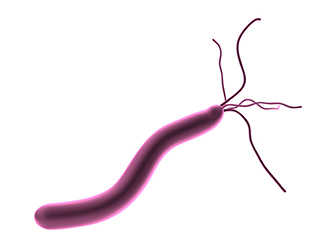 ピロリ菌とは